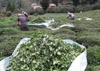 Çayda fındıkta işçi bulunacak mı?