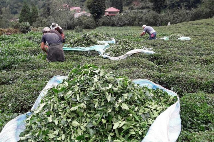 Çayda fındıkta işçi bulunacak mı?